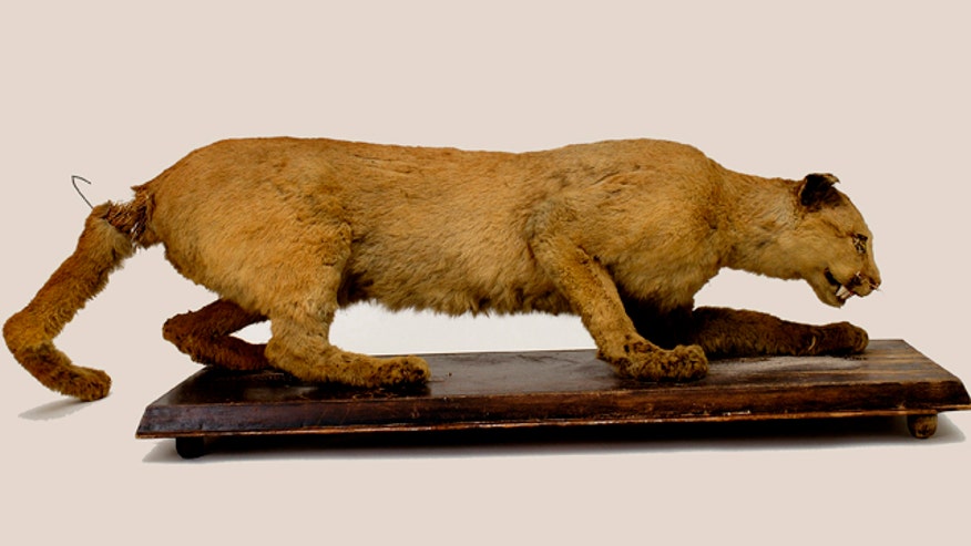 Eastern Cougar